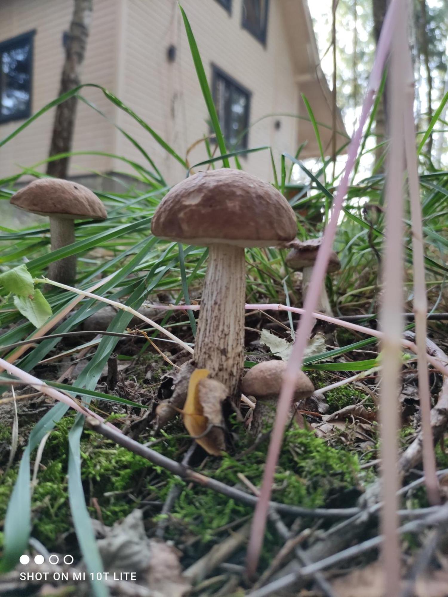 Swierkowisko Cisza Las Plaza Blisko Ostroda Bagian luar foto